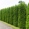 25 Thuja Occidentalis Seeds - Eastern White Cedar Tree Seeds for Planting - Image 1
