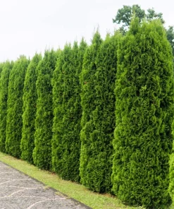 25 Thuja Occidentalis Seeds - Eastern White Cedar Tree Seeds for Planting - Image 1