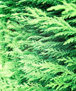 25 Thuja Occidentalis Seeds - Eastern White Cedar Tree Seeds for Planting - Image 10