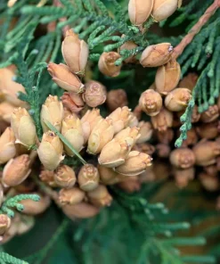 25 Thuja Occidentalis Seeds - Eastern White Cedar Tree Seeds for Planting - Image 11