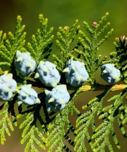25 Thuja Occidentalis Seeds - Eastern White Cedar Tree Seeds for Planting - Image 12
