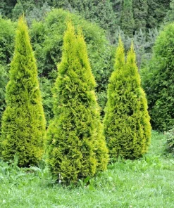 25 Thuja Occidentalis Seeds - Eastern White Cedar Tree Seeds for Planting - Image 2