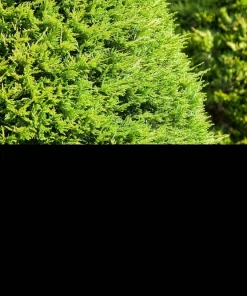 25 Thuja Occidentalis Seeds - Eastern White Cedar Tree Seeds for Planting - Image 3