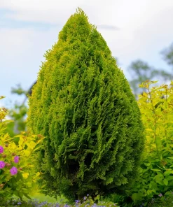 25 Thuja Occidentalis Seeds - Eastern White Cedar Tree Seeds for Planting - Image 5