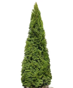 25 Thuja Occidentalis Seeds - Eastern White Cedar Tree Seeds for Planting - Image 6