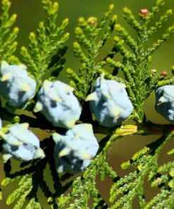 25 Thuja Occidentalis Seeds - Eastern White Cedar Tree Seeds for Planting - Image 9