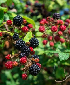 25 Trailing Blackberry Seeds - Pacific Rubus Ursinus Vining Shrub Fruit Seeds - Image 2