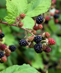 25 Trailing Blackberry Seeds - Pacific Rubus Ursinus Vining Shrub Fruit Seeds - Image 3