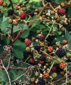 25 Trailing Blackberry Seeds - Pacific Rubus Ursinus Vining Shrub Fruit Seeds - Image 4