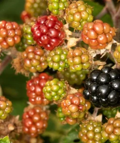25 Trailing Blackberry Seeds - Pacific Rubus Ursinus Vining Shrub Fruit Seeds - Image 5