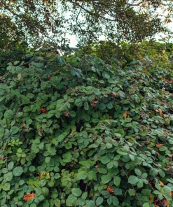 25 Trailing Blackberry Seeds - Pacific Rubus Ursinus Vining Shrub Fruit Seeds - Image 6