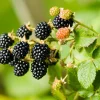 25 Trailing Blackberry Seeds - Pacific Rubus Ursinus Vining Shrub Fruit Seeds - Image 1