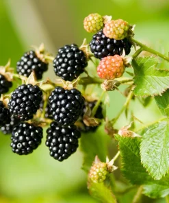 25 Trailing Blackberry Seeds - Pacific Rubus Ursinus Vining Shrub Fruit Seeds - Image 1