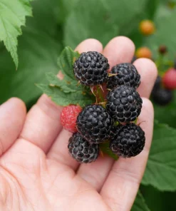 25 Trailing Blackberry Seeds - Pacific Rubus Ursinus Vining Shrub Fruit Seeds - Image 7