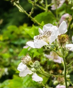 25 Trailing Blackberry Seeds - Pacific Rubus Ursinus Vining Shrub Fruit Seeds - Image 8