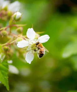 25 Trailing Blackberry Seeds - Pacific Rubus Ursinus Vining Shrub Fruit Seeds - Image 9