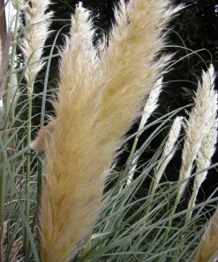 25 White Pampas Grass Live Plants – Cortaderia selloana – 2.5