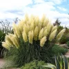 25 White Pampas Grass Live Plants – Cortaderia selloana – 2.5" Pot - Image 1