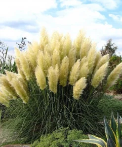 25 White Pampas Grass Live Plants – Cortaderia selloana – 2.5