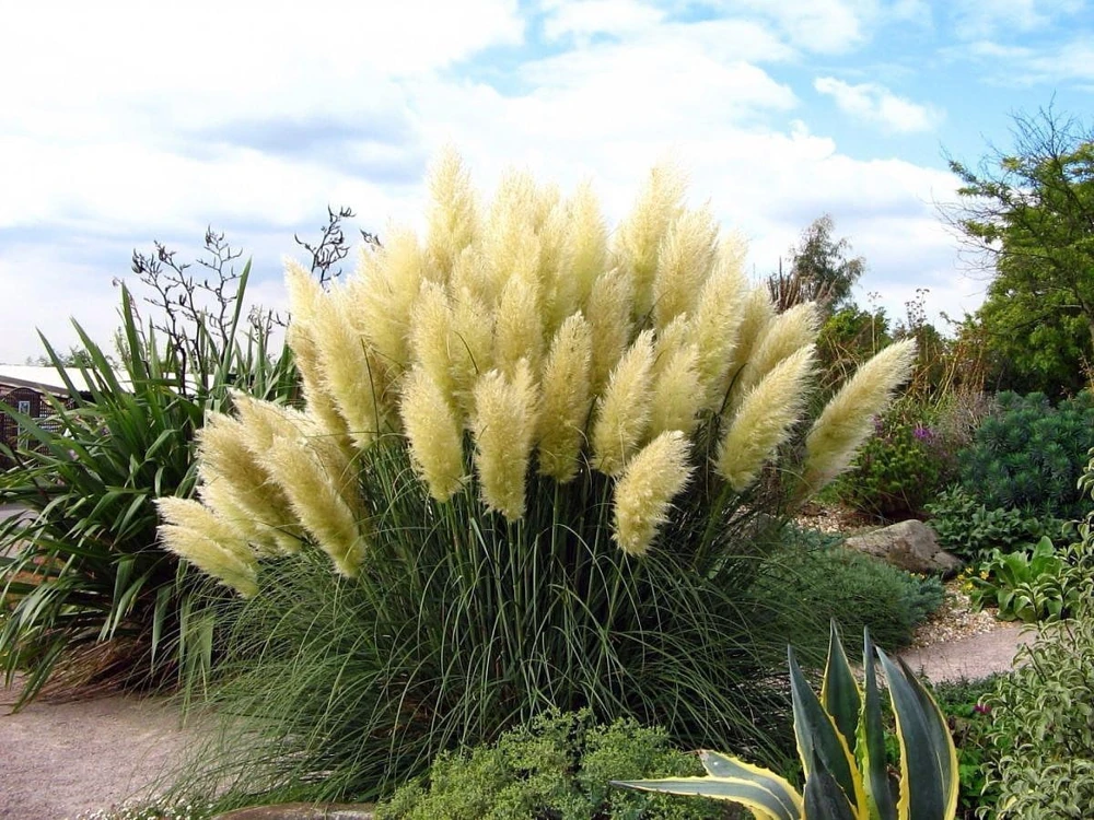 25 White Pampas Grass Live Plants – Cortaderia selloana – 2.5" Pot - Image 1