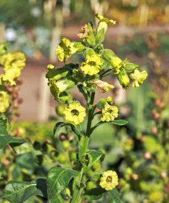 250 Aztec Tobacco Seeds - Nicotiana Rustica Yellow Flower Herb Seeds - Image 2