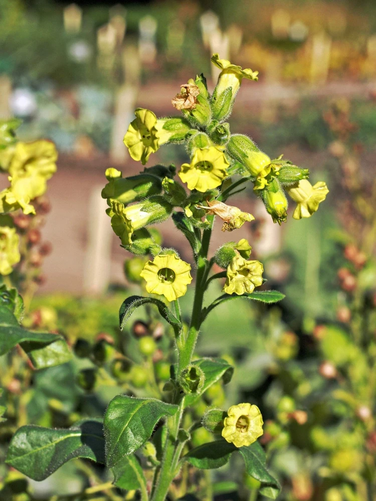 250 Aztec Tobacco Seeds - Nicotiana Rustica Yellow Flower Herb Seeds - Image 2