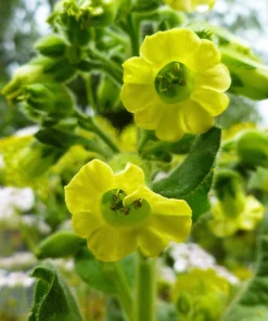 250 Aztec Tobacco Seeds - Nicotiana Rustica Yellow Flower Herb Seeds - Image 3