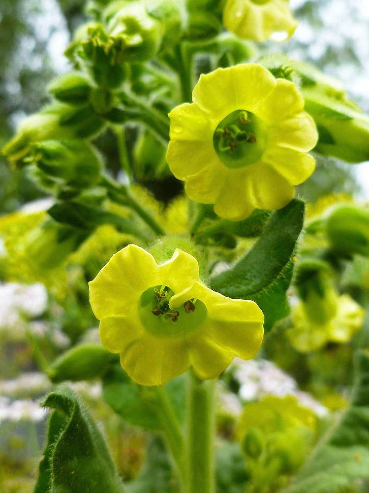 250 Aztec Tobacco Seeds - Nicotiana Rustica Yellow Flower Herb Seeds - Image 3