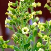 250 Aztec Tobacco Seeds - Nicotiana Rustica Yellow Flower Herb Seeds - Image 1