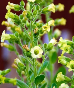 250 Aztec Tobacco Seeds - Nicotiana Rustica Yellow Flower Herb Seeds - Image 1