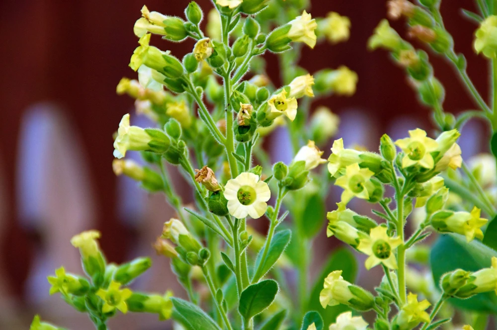 250 Aztec Tobacco Seeds - Nicotiana Rustica Yellow Flower Herb Seeds - Image 1