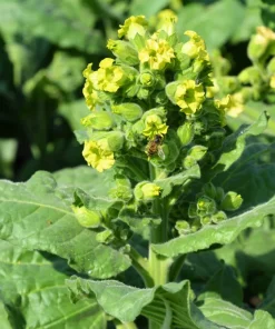 250 Aztec Tobacco Seeds - Nicotiana Rustica Yellow Flower Herb Seeds - Image 4