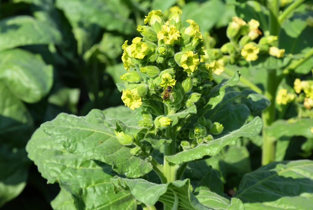 250 Aztec Tobacco Seeds - Nicotiana Rustica Yellow Flower Herb Seeds - Image 4