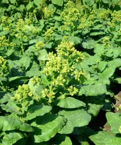 250 Aztec Tobacco Seeds - Nicotiana Rustica Yellow Flower Herb Seeds - Image 5