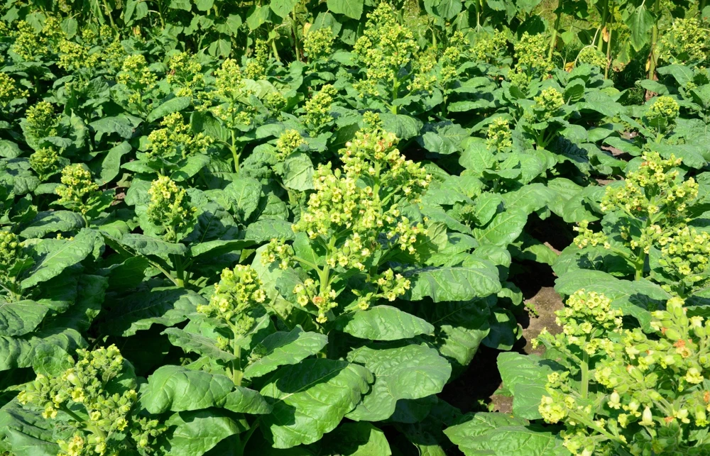 250 Aztec Tobacco Seeds - Nicotiana Rustica Yellow Flower Herb Seeds - Image 5