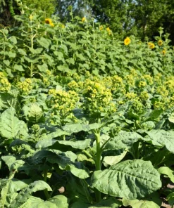 250 Aztec Tobacco Seeds - Nicotiana Rustica Yellow Flower Herb Seeds - Image 6