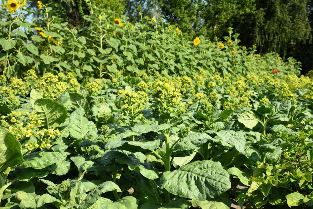 250 Aztec Tobacco Seeds - Nicotiana Rustica Yellow Flower Herb Seeds - Image 6