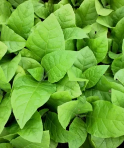 250 Aztec Tobacco Seeds - Nicotiana Rustica Yellow Flower Herb Seeds - Image 7