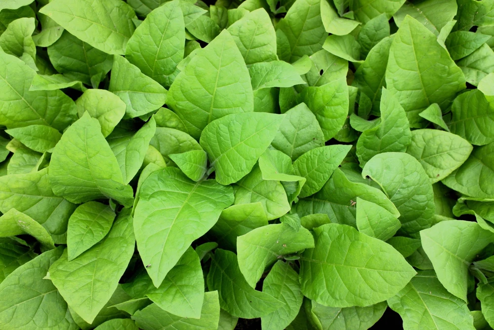 250 Aztec Tobacco Seeds - Nicotiana Rustica Yellow Flower Herb Seeds - Image 7