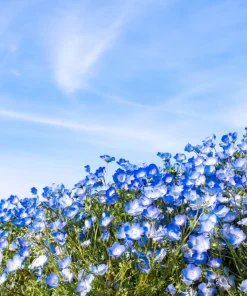250 Baby Blue Eyes Nemophila Menziesii Flower Seeds - Fragrant Butterfly - Image 10