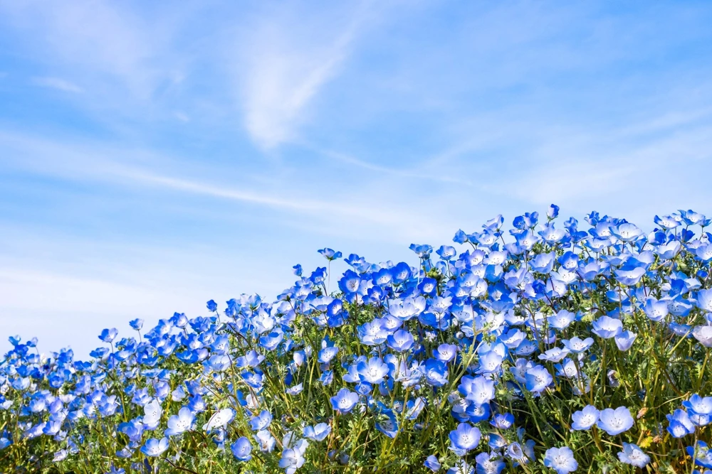 250 Baby Blue Eyes Nemophila Menziesii Flower Seeds - Fragrant Butterfly - Image 10