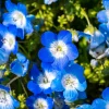 250 Baby Blue Eyes Nemophila Menziesii Flower Seeds - Fragrant Butterfly - Image 1