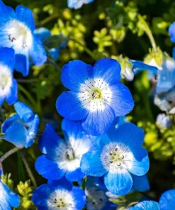 250 Baby Blue Eyes Nemophila Menziesii Flower Seeds - Fragrant Butterfly - Image 1