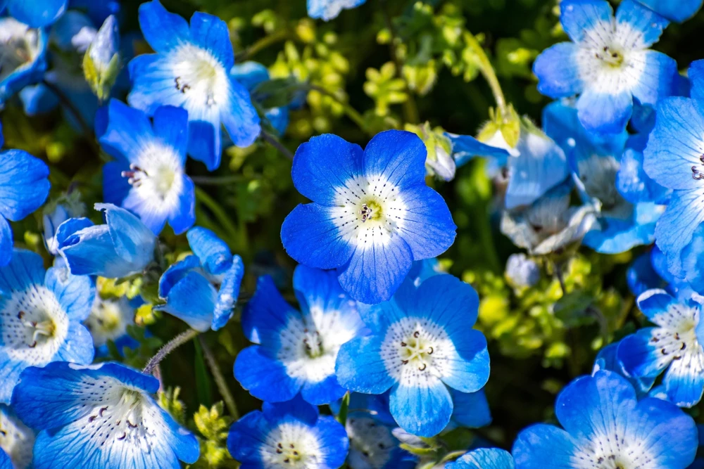 250 Baby Blue Eyes Nemophila Menziesii Flower Seeds - Fragrant Butterfly - Image 1