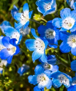 250 Baby Blue Eyes Nemophila Menziesii Flower Seeds - Fragrant Butterfly - Image 2