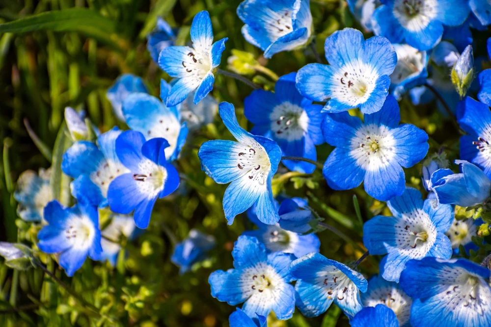 250 Baby Blue Eyes Nemophila Menziesii Flower Seeds - Fragrant Butterfly - Image 2