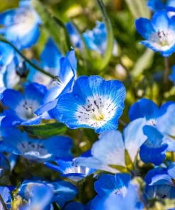 250 Baby Blue Eyes Nemophila Menziesii Flower Seeds - Fragrant Butterfly - Image 3