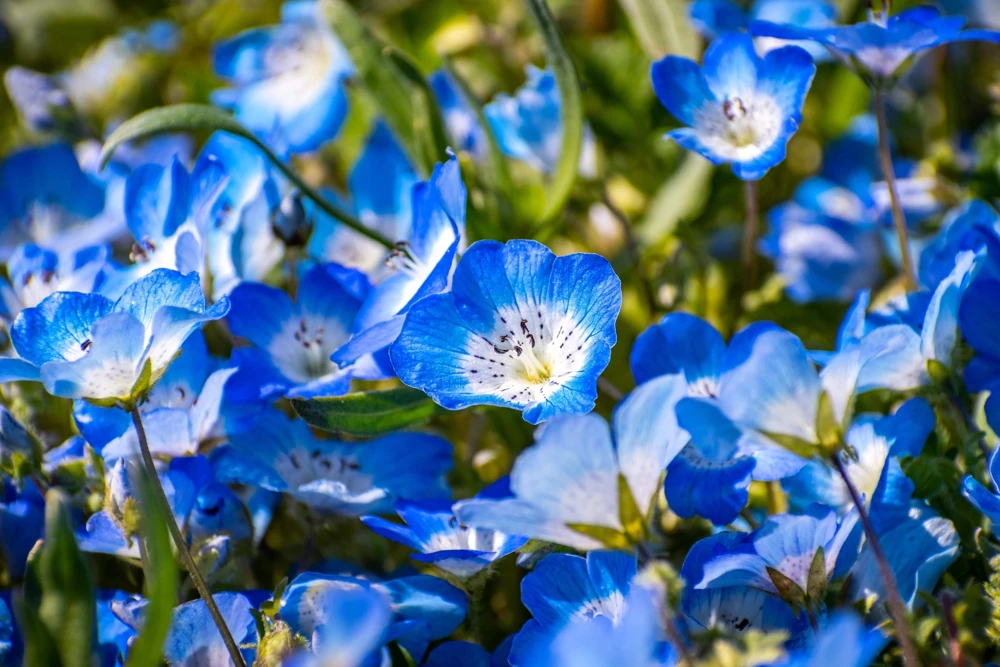 250 Baby Blue Eyes Nemophila Menziesii Flower Seeds - Fragrant Butterfly - Image 3
