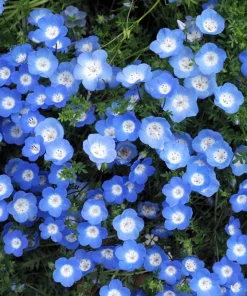 250 Baby Blue Eyes Nemophila Menziesii Flower Seeds - Fragrant Butterfly - Image 4