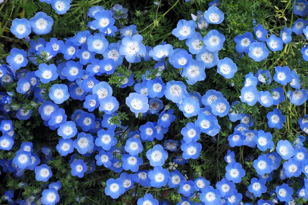 250 Baby Blue Eyes Nemophila Menziesii Flower Seeds - Fragrant Butterfly - Image 4